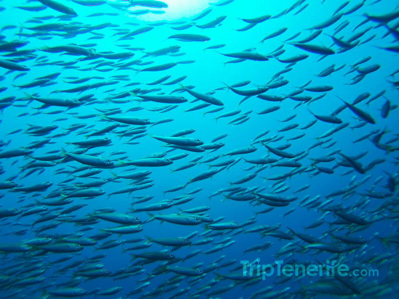 shoal of fish