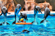Delphins loro parque