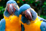 grappige papegaai