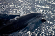 Dolfijn in Tenerife